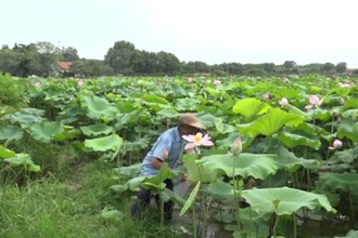 澧县如东镇：发展“莲子经济” 助力村民增收