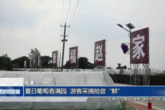 临澧：夏日葡萄香满园 游客采摘抢尝“鲜”