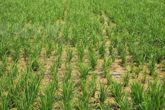 安乡：扎实开展土地延包试点 全力保障粮食安全