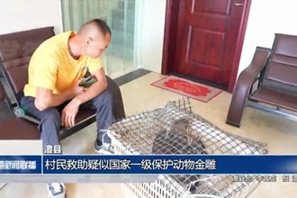 澧县：村民救助疑似国家一级保护动物金雕