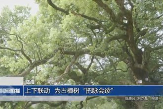 临澧：上下联动 为古樟树“把脉会诊”