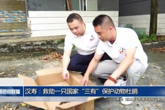 汉寿：救助一只国家“三有”保护动物杜鹃