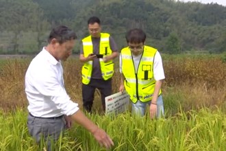 桃源：吃上政策“定心丸” 农民种田“有保障”