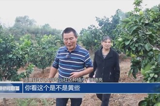 临澧烽火乡：香水柚基地迎来丰收