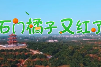 【我家“石门”常打开】 十全“石”美——石门橘子又红了