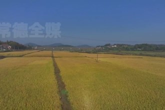 津市：10.5万亩晚稻进入收割季 田间响起“丰收曲”