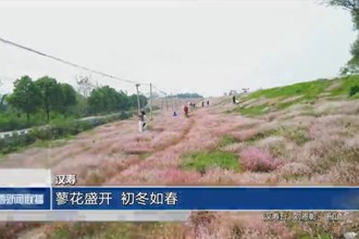 汉寿：蓼花盛开 初冬如春