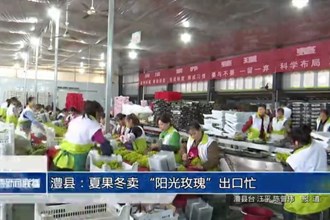 澧县：夏果冬卖 “阳光玫瑰”出口忙