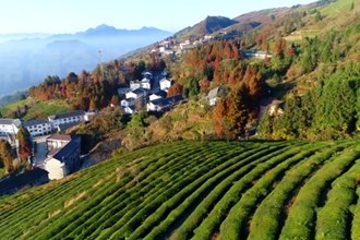 石门：山地轨道运输车助力茶园升级