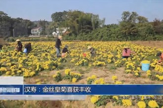 汉寿：金丝皇菊喜获丰收
