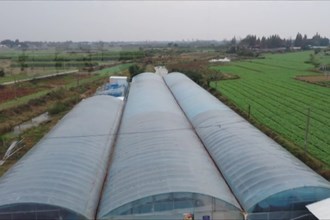 汉寿：打造南美白对虾养殖绿色新模式