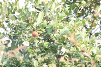 汉寿：油茶喜获丰收 赋能乡村振兴