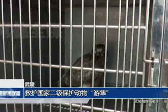 武陵：救护国家二级保护动物“游隼”