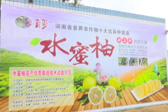 武陵：甜“蜜”事业 “柚”见丰收