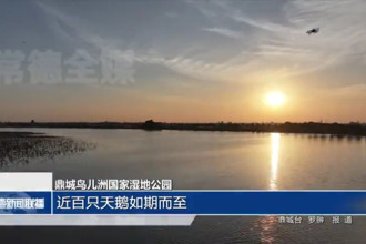 鼎城鸟儿洲国家湿地公园：近百只天鹅如期而至