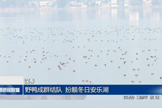 汉寿：野鸭成群结队 扮靓冬日安乐湖