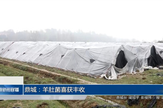 鼎城：羊肚菌喜获丰收