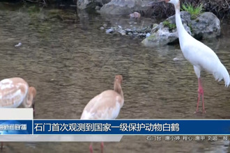 石门首次观测到国家一级保护动物白鹤