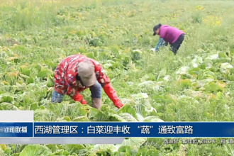 西湖：白菜迎丰收 “蔬”通致富路