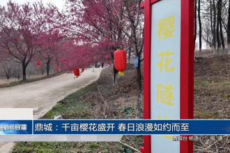 鼎城：千亩樱花盛开 春日浪漫如约而至