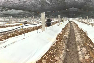 澧县：架上葡萄甜 架下菌菇鲜