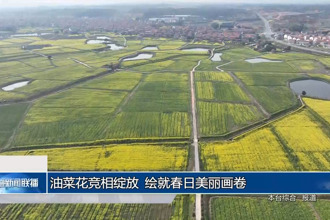 油菜花竞相绽放 绘就春日美丽画卷