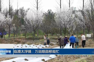 临澧县太浮镇：万亩烟苗移栽忙