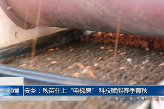 安乡：秧苗住上“电梯房” 科技赋能春季育秧