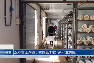 汉寿岩汪湖镇：秀珍菇丰收 新产业兴旺