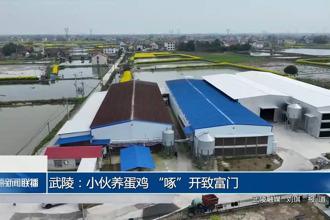 武陵：小伙养蛋鸡 “啄”开致富门