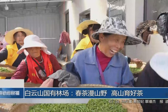 石门县白云山国有林场：春茶漫山野 高山育好茶