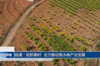 临澧：抢抓春时 全力推动香水柚产业发展