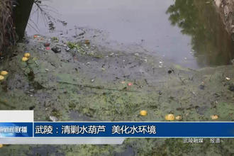 武陵：清剿水葫芦 美化水环境
