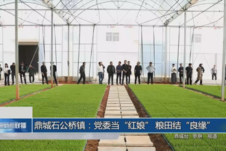 鼎城石公桥镇：党委当“红娘” 粮田结“良缘”