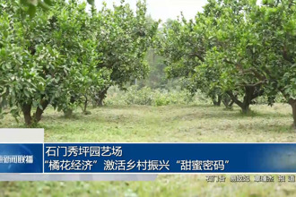石门秀坪园艺场：“橘花经济”激活乡村振兴“甜蜜密码”