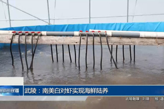 武陵：南美白对虾实现海鲜陆养