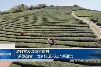 澧县甘溪滩镇太青村：“茶旅融合”为乡村振兴注入新活力