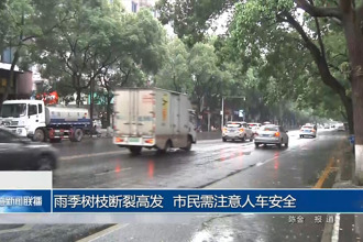 雨季树枝断裂高发 市民需注意人车安全