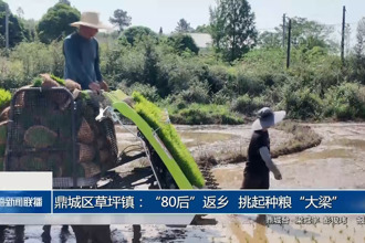 鼎城区草坪镇：“80后”返乡 挑起种粮“大梁”