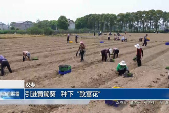 汉寿：引进黄蜀葵 种下“致富花”