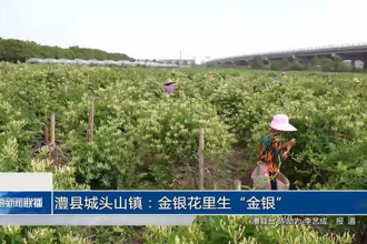 澧县城头山镇：金银花里生“金银”