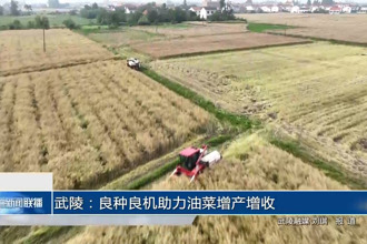 武陵：良种良机助力油菜增产增收