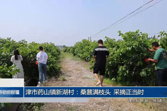 津市药山镇新湖村：桑葚满枝头 采摘正当时
