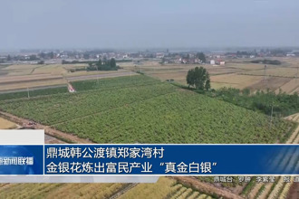 鼎城韩公渡镇郑家湾村：金银花炼出富民产业“真金白银”