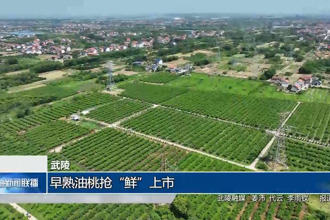 武陵：早熟油桃抢“鲜”上市