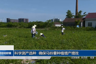 科学测产选种 确保马铃薯种植增产增效