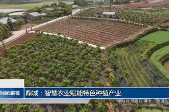 鼎城：智慧农业赋能特色种植产业