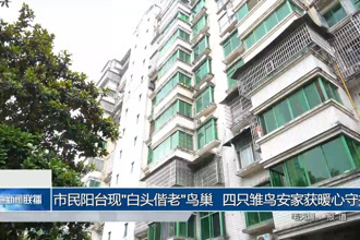 四只雏鸟安家获暖心守护