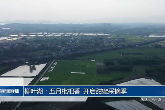 柳叶湖：五月枇杷香 开启甜蜜采摘季