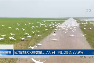 常德市越冬水鸟数量近7万只 同比增长 23.9%